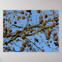 Seed Pods - London Plane Tree