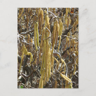 Seed Pods Postcard