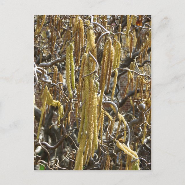 Seed Pods Postcard (Front)