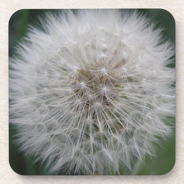 Seeding Dandelion Flower Cork Coaster (Front)