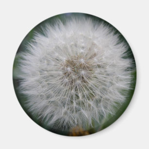 Seeding Dandelion Flower Magnet