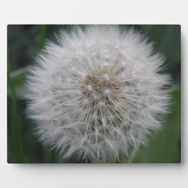 Seeding Dandelion Flower Plaque (Front)