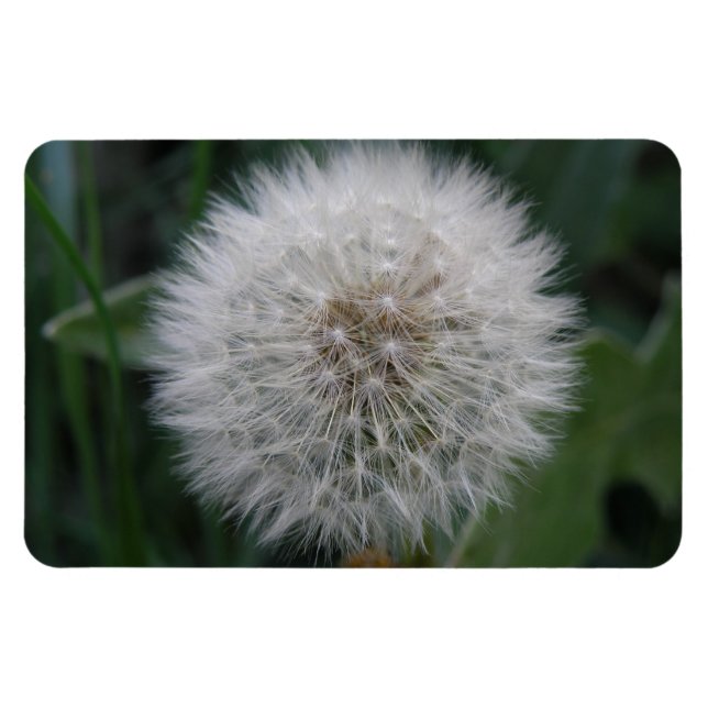 Seeding Dandelion Flower Premium Magnet (Horizontal)