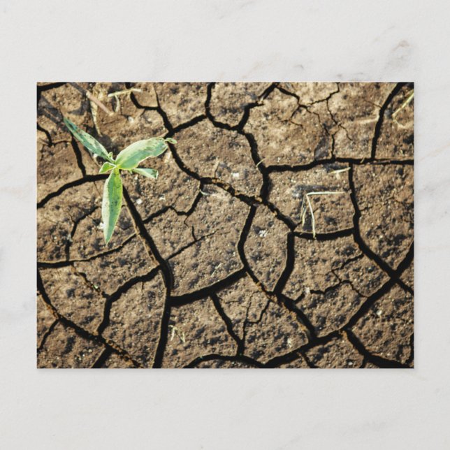 Seedling In Cracked Earth Postcard (Front)