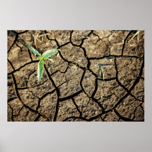 Seedling In Cracked Earth Poster