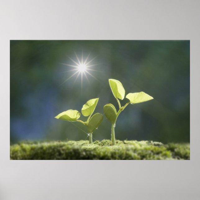 Seedlings, close up, lens flare poster (Front)