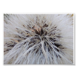 Seedpods Photo Print