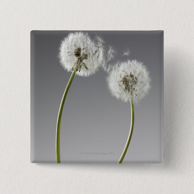 Seeds connecting two dandelions 15 cm square badge (Front)