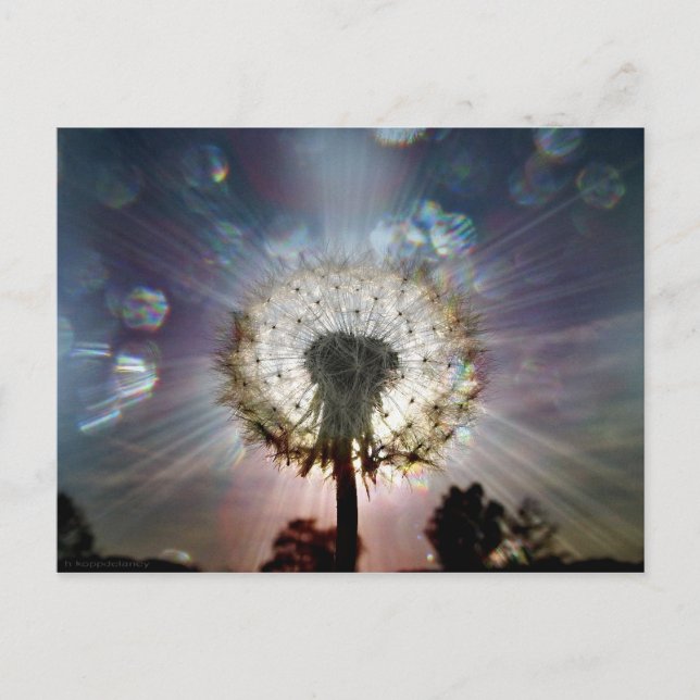 Seeds of Light and Life Postcard (Front)