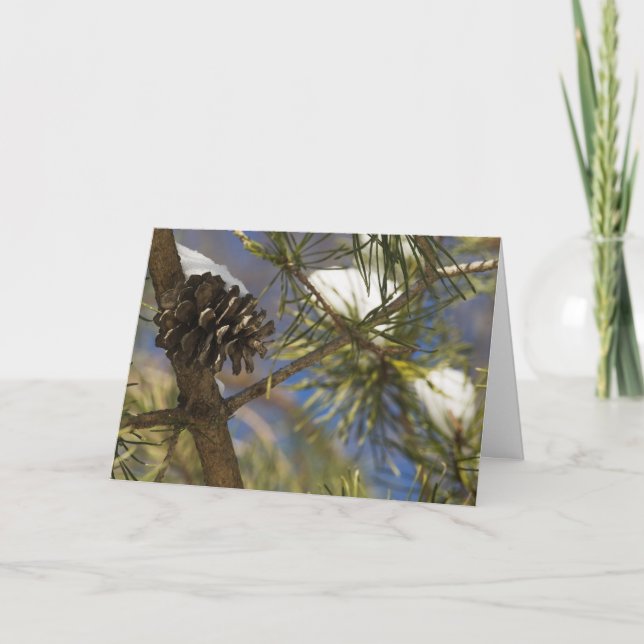 Seeds of the Evergreen Holiday Card (Front)