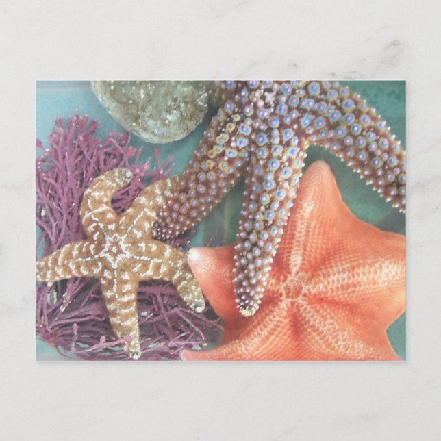 SEEING STARS POSTCARD (Front)