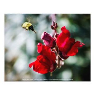 Seeking Nectar Photo Print