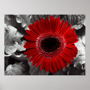 seen red poster