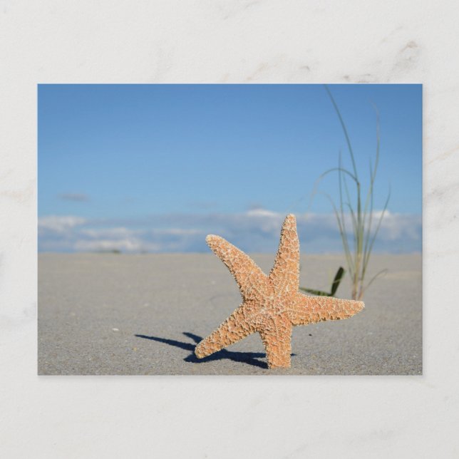 Seestern am Strand Postcard (Front)