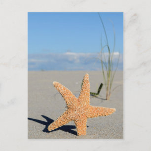 Seestern am Strand Postcard