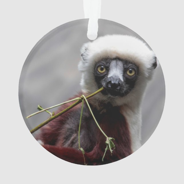 Sefaka Lemur Wildlife Animal Photo Ornament (Back)