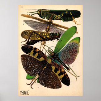 Seguy Insects Vintage Poster