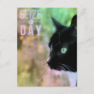 Seize the Day Cat Postcard