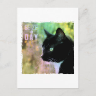 Seize the Day Cat Postcard