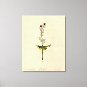 Selby's Fly catcher - Audubon's Birds of America Canvas Print