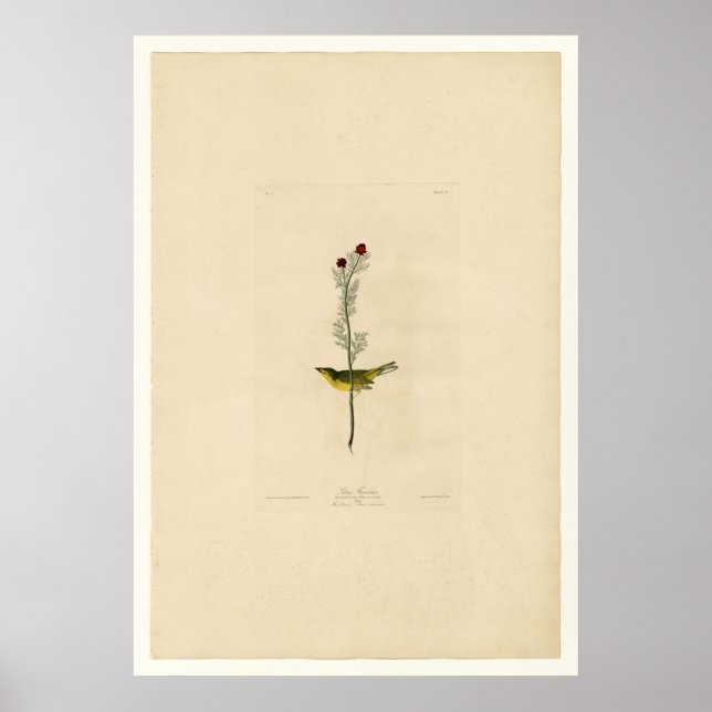Selby's Flycatcher Poster (Front)