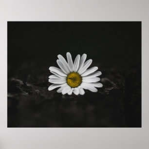 SELECTIVE COLOR PHOTO OF WHITE DAISY POSTER