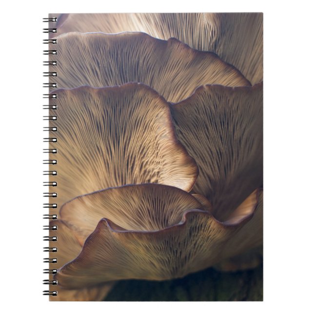 Selective focus photo of mushroom notebook (Front)
