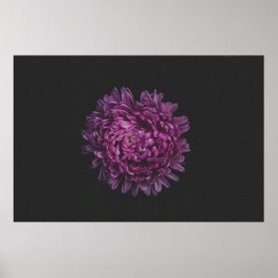 SELECTIVE FOCUS PHOTOGRAPH OF PINK PETALED FLOWER POSTER
