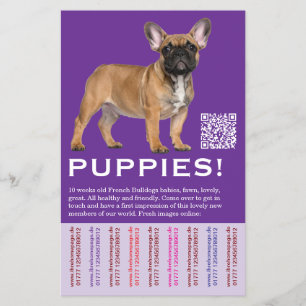 Sell Puppies local French Bulldogs Flyer