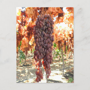 Selma Pete DOV Raisin Grapes Postcard