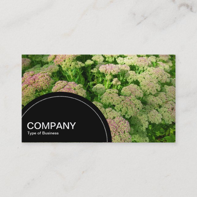 Semi-circle Panel (dots) - Sedum Autumn Glory Business Card (Front)