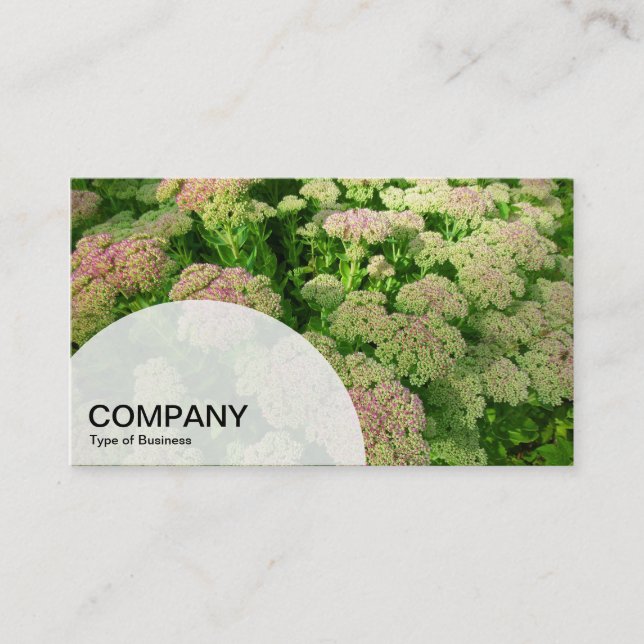 Semi-circle Panel - Sedum Autumn Glory Business Card (Front)