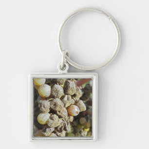 Semillon grapes with noble rot. at harvest time key ring
