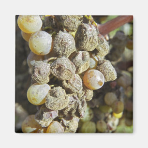 Semillon grapes with noble rot. at harvest time magnet