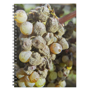 Semillon grapes with noble rot. at harvest time spiral notebook