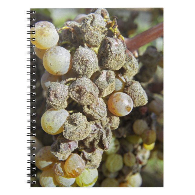 Semillon grapes with noble rot. at harvest time spiral notebook (Front)