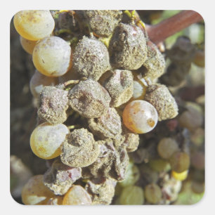 Semillon grapes with noble rot. at harvest time square sticker