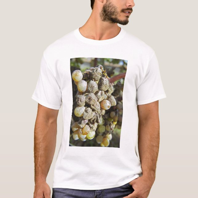 Semillon grapes with noble rot. at harvest time T-Shirt (Front)