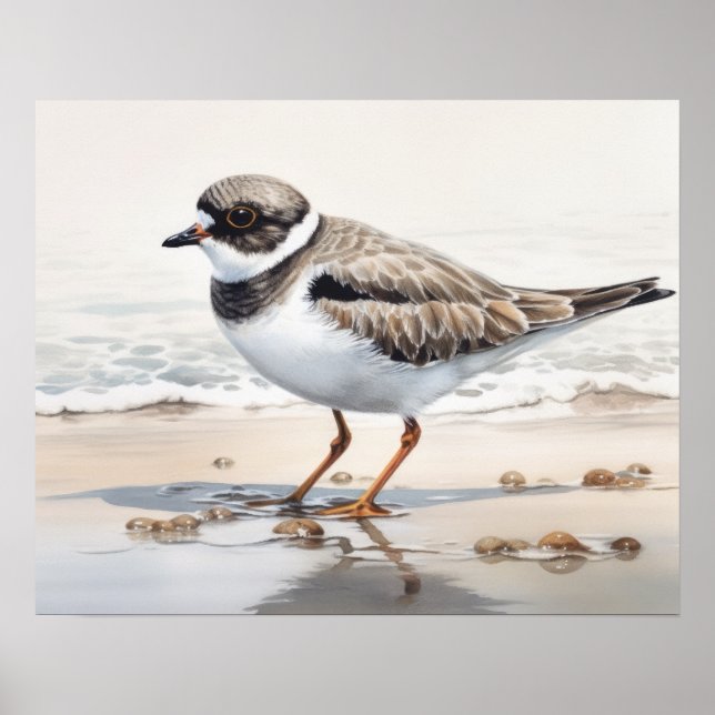 Semipalmated Plover Bird Art Print Poster (Front)