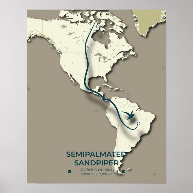 Semipalmated Sandpiper Migration Map – Minimalist  Poster (Front)