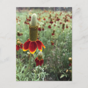 Send An Upright Prairie Coneflower Photograph 📷 Postcard