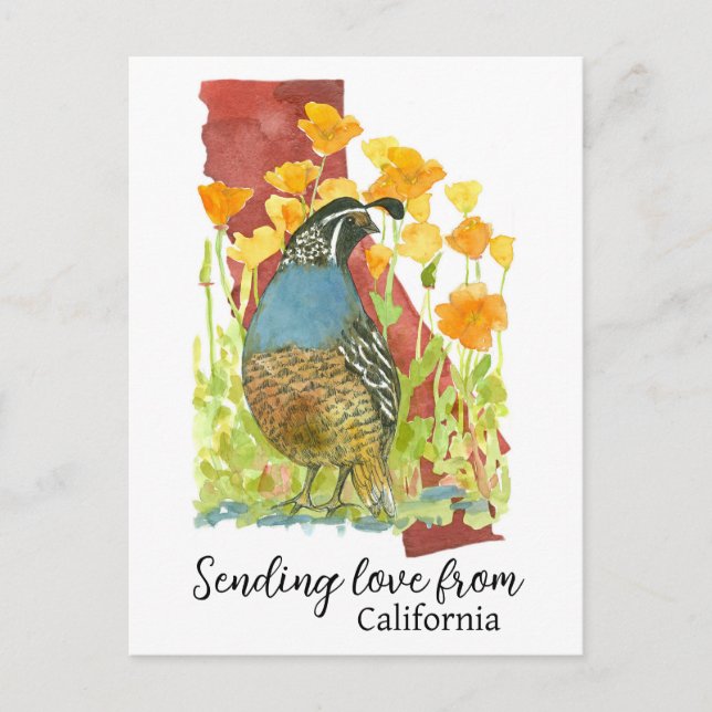 Sending Love From California Quail Poppies Postcard (Front)