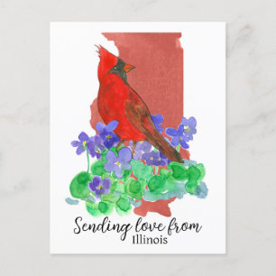 Sending Love From Illinois Cardinal Violets Postcard