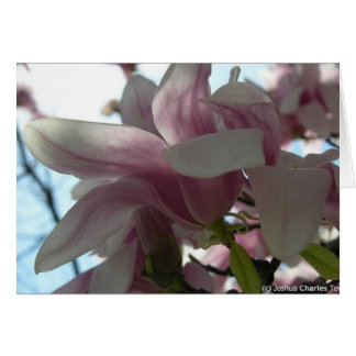 Sending my love with blossoms