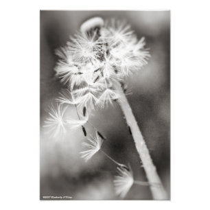 Sending Out Wishes Photo Print