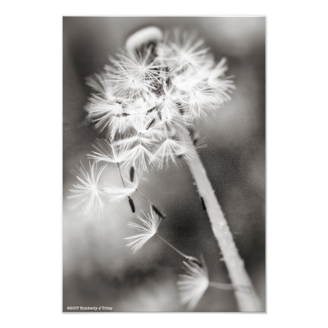 Sending Out Wishes Photo Print (Front)