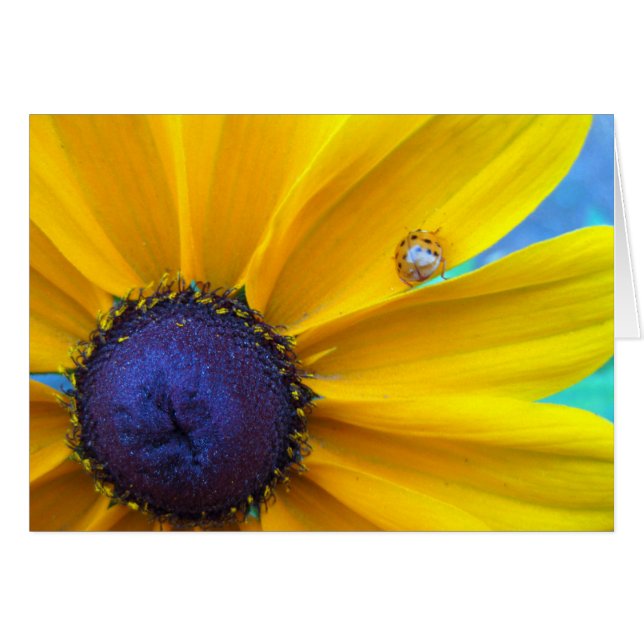 Sending you some sunshine (Front Horizontal)