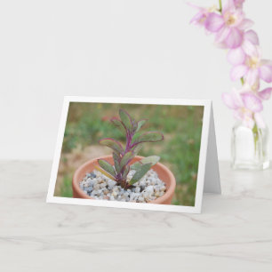 Senecio Crassissimus, Succulent Plant Card