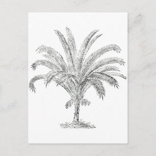 Senegal Date Palm Postcard