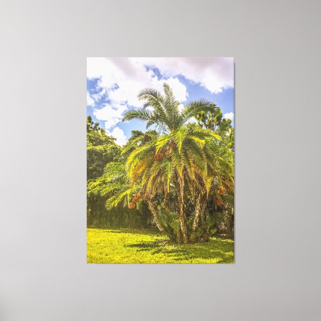 Senegal Date Palm Stretched Canvas Print (Front)